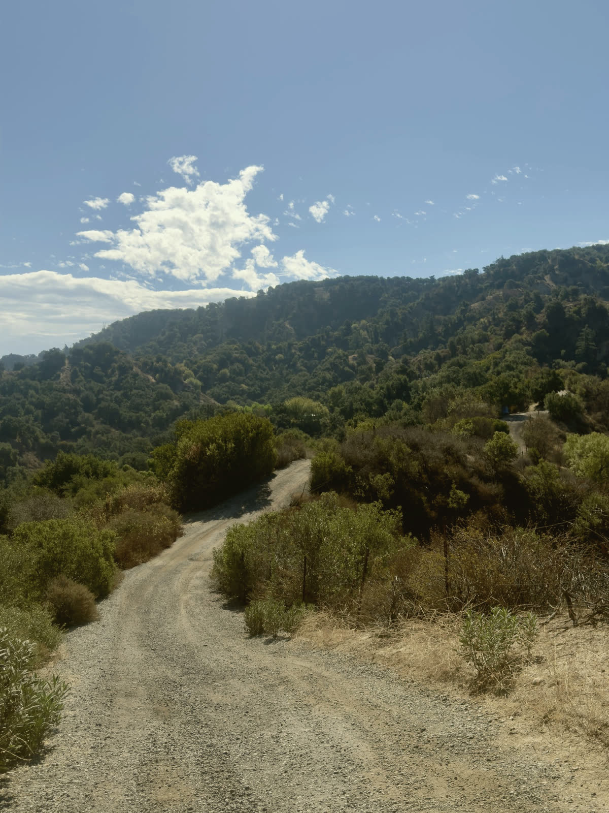 The dirt road between the stands, the hills beyond.